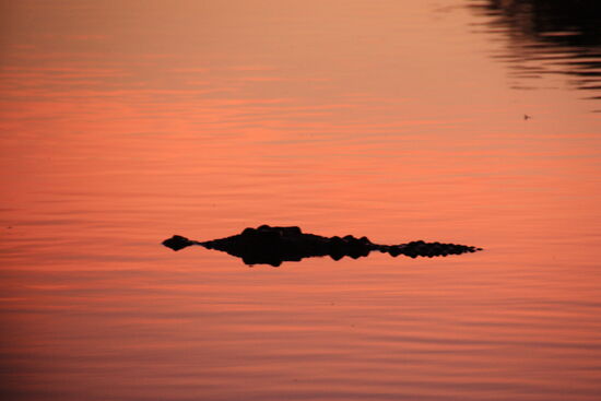 Crocs - zum Sonnenaufgang kommen Sie aus allen Löchern um Wärme und Energie zu tanken.
