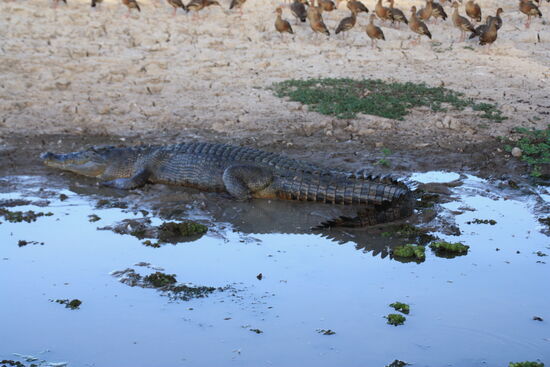 Dieser liegt auf der Lauer - Enten aufgepasst!