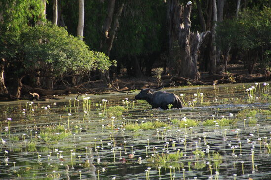 Ein Wasserbüffel zieht sich zurück, als wir zu nah kommen.
