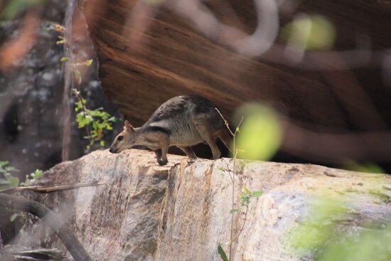 Zum Auftakt bekomme ich noch ein Wallaby im Sprung vor die Linse - das war schön.