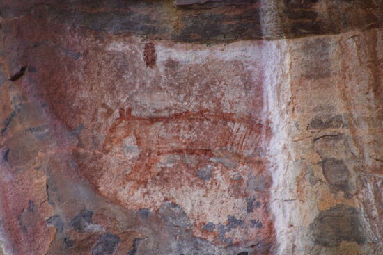 Ein tasmanischer Tiger - gemäß Internet seit 2000 Jahren ausgestorben...