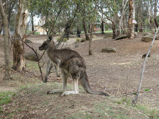Im Neerana Aboriginal Center
