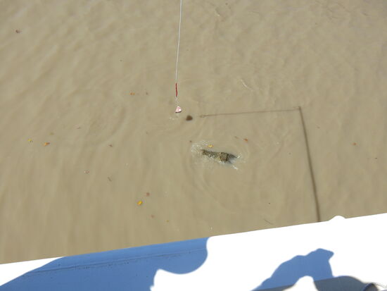 Der Fleischköder wird eingetaucht - die Krokodile kennen das Ritual genauso wie der Mann an der Köderangel.