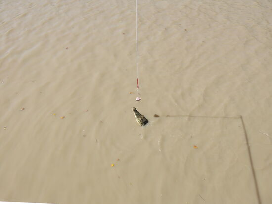 Das reicht nicht, Brutus - die Touristen wollen was sehen 