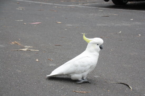 Gefährliche Raubvögel - wer zu langsam füttert, wird mit einem herzhaften Biss in den Finger beschleunigt.