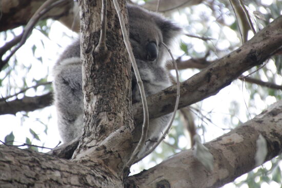 Er hatte sich wirklich gut versteckt.