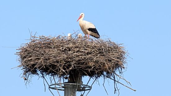 Eines von vielen Storchennestern