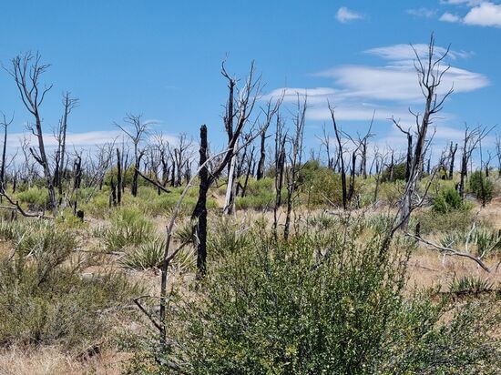 Abgebrannte Bäume, Meilenweit, soweit das Auge reicht.
