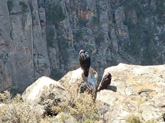 Da warten die Truthahngeier auf Absturzopfer..