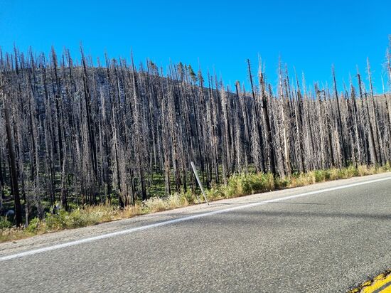 Total verbrannter Wald.