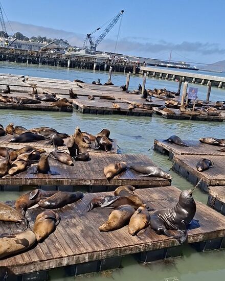 Seelöwen am Pier 39.