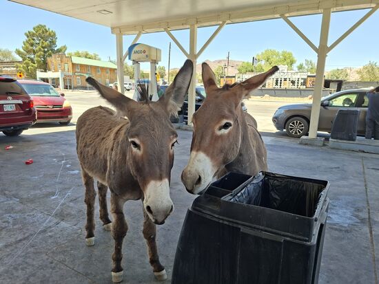 Zwei Burro, etwas kleiner als Esel und überall in Beatty anzutreffen.