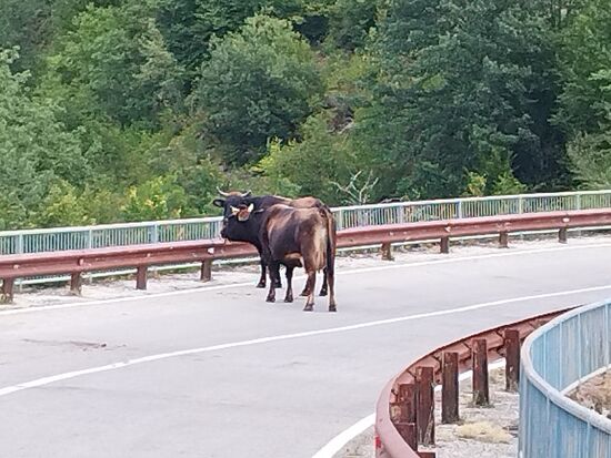 Völlig normal, Kühe auf der Straße.