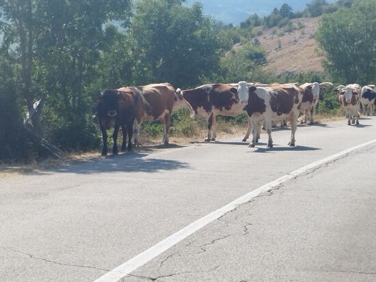 Als wir angeprügelt kamen, standen die Kühe komplett auf der Straße.