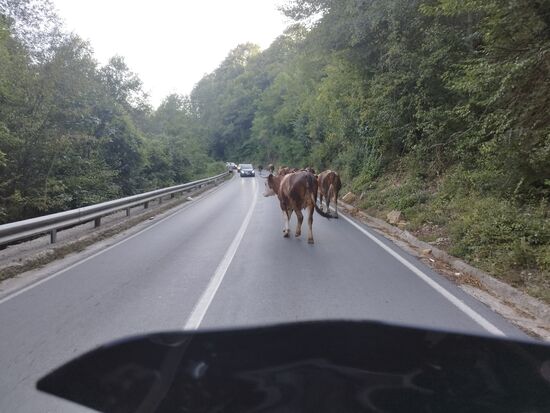 Nach 310 Kilometern, völlig erschöpft, 5 Kilometer vor dem Ziel, nach einer Kurve 20 Kuhärsche mit der dazugehörigen Vollbremsung.