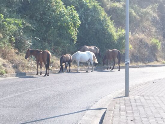 Mitten auf der Uferstrasse, freilaufende Pferde.