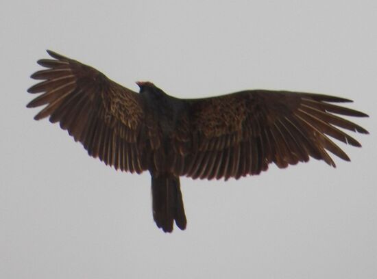 Kalifornischer Kondor