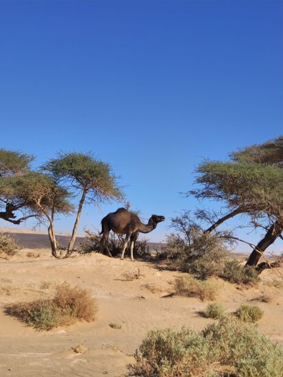 Eines von vielen Dromedaren, welches wir auf den 150km angetroffen haben