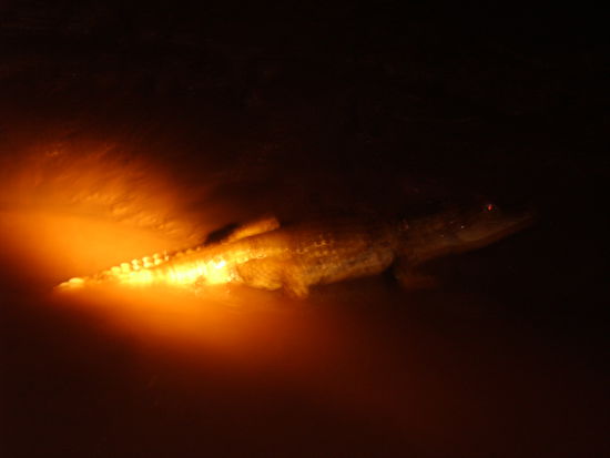 Ein Caiman auf der Flucht