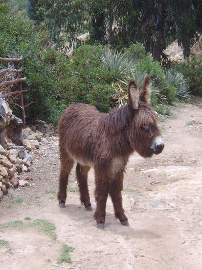 Mischung aus Esel und Lama?