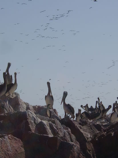 Unmengen von Voegeln...