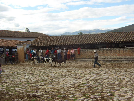 Die letzten der Rinder