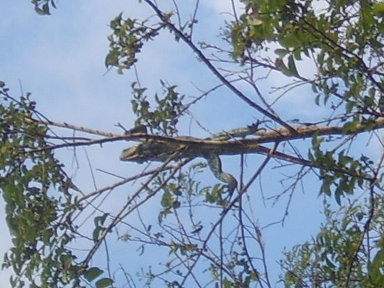 Leguan hoch im Baum