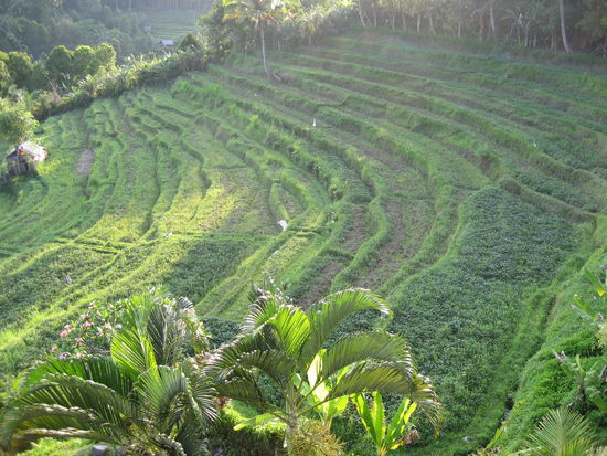 irgendeine Terasse (schaut aber nicht nach Reis aus!?)