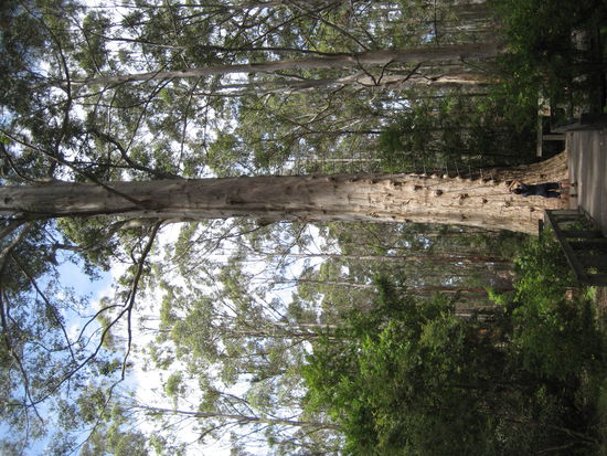 klettern auf den Gloucester Tree