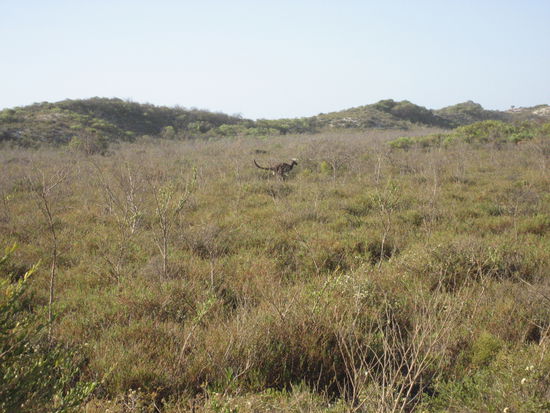 Wer findet das Kaengaru? unser erstes in Australien !