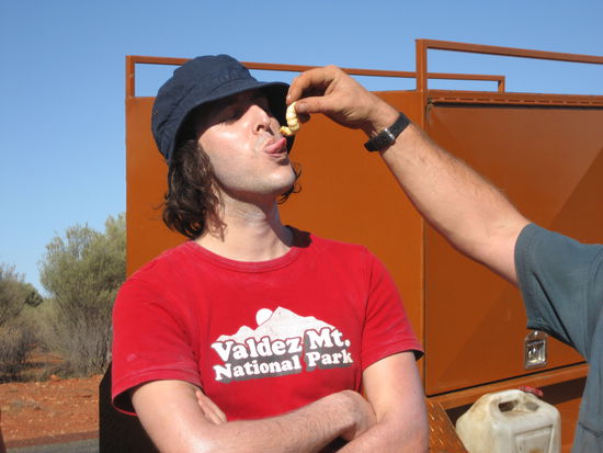 nahrhafte Witchetty Crubs -unser Lunch 
oder ueberleben im Outback