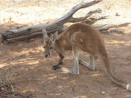 aber so sind sie mir lieber