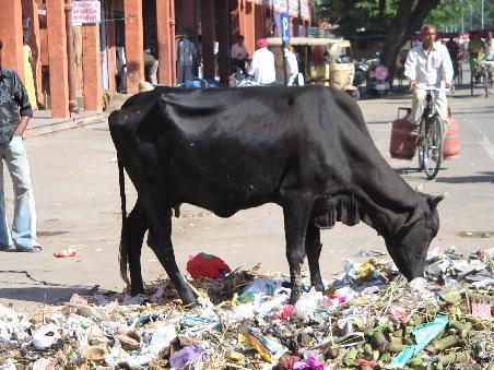 "heilige Kuh"in Jaipur