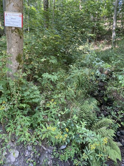 Die Uffequelle. Rechts unter/hinter dem Farn sind ein paar Steine zu sehen. Ca. 2m oberhalb entspringt die Uffe.
Wenn das Schild nicht wäre würde man einfach daran vorbeifahr'n.