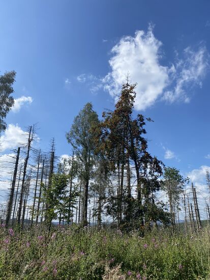 Mal wieder ein Vogelbeerenbaum. In real sind die Farben schon beeindruckend. Vorallem bei dem typischen Harz-Hintergrund: graue, tote Bäume.