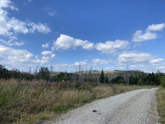 So ganz ohne Wald schon irgendwie trist.
Aber heute sind uns tatsächlich 3 Radfahrer entgegen gekommen. 
Ein Mann alleine fuhr "Gedankenverloren" bergauf auf Steffis Seite und wurde in der Kurve von ihr überrascht. Sein Gesichtsausdruck nach dem notwendigen Ausweichmanöver sprach Bände. Steffi hat ihn nach eigener Aussage recht böse angeschaut. Bei Falschfahreren versteht Steffi keinen Spaß.
