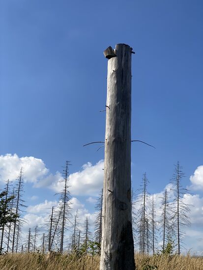 Der Baum wurde in ca. 3m Höhe gekappt. Oberhalb der Einkerbung ist noch ein Stück vom Rest des Baumes hängen geblieben. Habe länger gebraucht, um zu verstehen, was der kleine "Keil" da oben zu bedeuten hat.