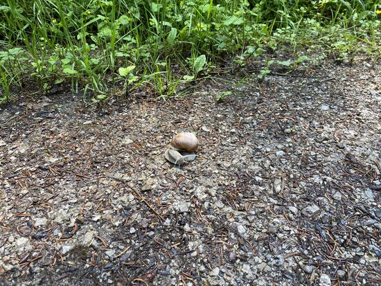 Pfingsten habe ich diese beeindruckende Schnecke auf diesem Weg gesehen.
Heute war sie nicht da. Schade. Hätte gerne "Guten Tag" gesagt.