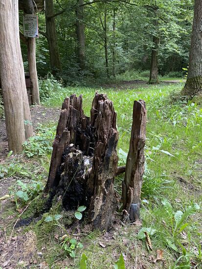 Evtl. ein "Ritual-Baumstumpf" auf dem jedes Jahr Opfer gebracht werden.
Vielleicht um die Hexen im Harz zu besänftigen.
