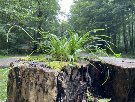 Naturbelassener Blumenschmuck auf dem Baum. Auch tote Bäume haben einen Zweck.