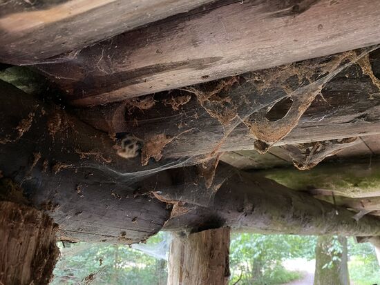 Strecken sollte man sich allerdings nicht in der Hütte. Dann könnte der Spiderman ärgerlich werden.