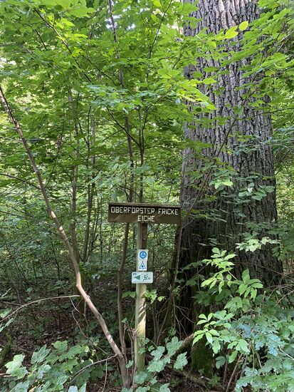 Muss ein berühmter Mann gewesen sein, dieser Oberförster Fricke.