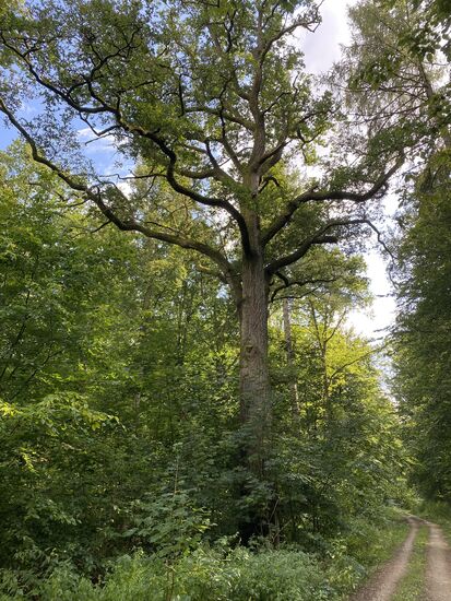 Die Eiche, die ihm gewidmet wurde, ist schon beeindruckend.