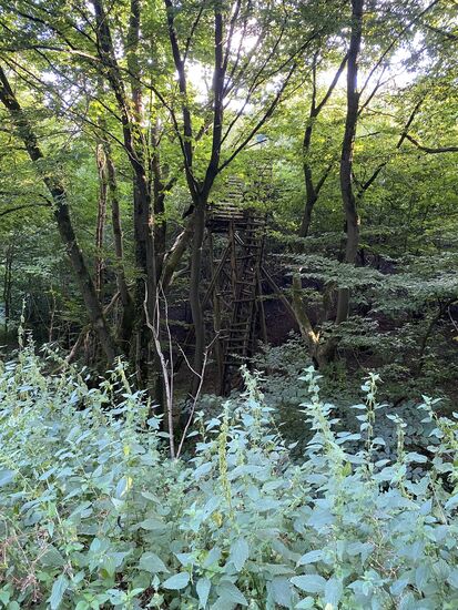 Dieser Jägerstand ist ordentlich hoch und zugewachsen. Hat eher was von einem Baumhaus.