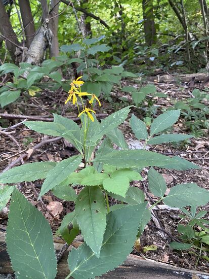 Zur Abwechselung mal was blühendes.
