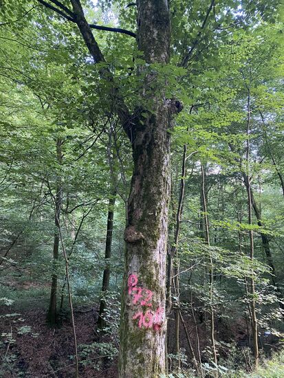 Versteckte Botschaften im Wald?