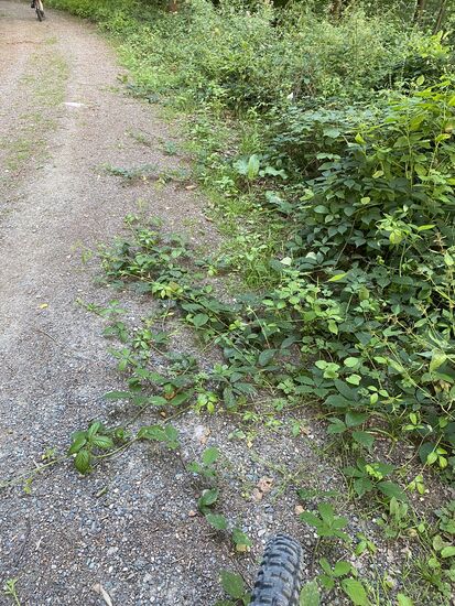 Auf diesem Weg haben sich ganz viele Bodendecker weit in den Weg hinein ausgebreitet. Ihre Wurzeln sind alle nur auf der rechten Seite. Wie ein kleiner Teppich. Haben wir sonst noch nirgends wieder gesehen.