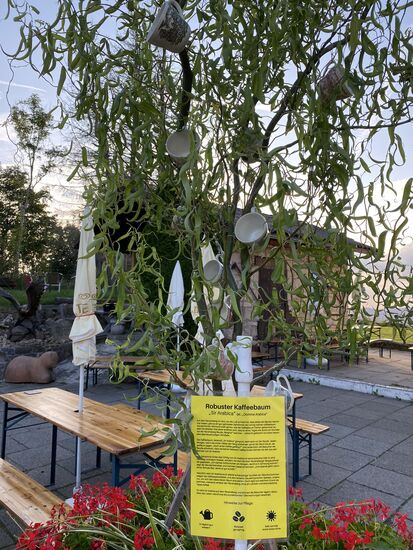 Ein Kaffeebaum so hoch oben. Steffi meint, das ist nur Fake.
Sie als Gärtnerin und Floristin muss es ja wissen.