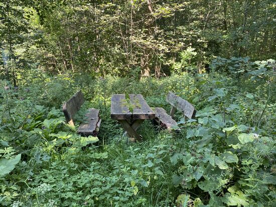 Totholz? Die Natur holt sich langsam alles zurück.