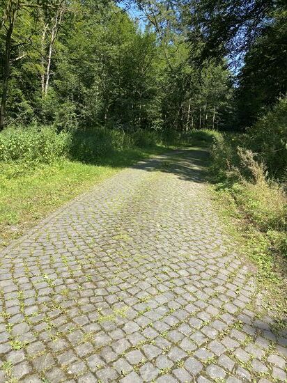 Kopfsteinpflaster im Wald. Stellenweise feucht und damit sehr glatt.